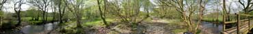 Picture of Surrounding Woodland